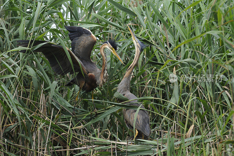 紫鹭(Ardea purpurea)